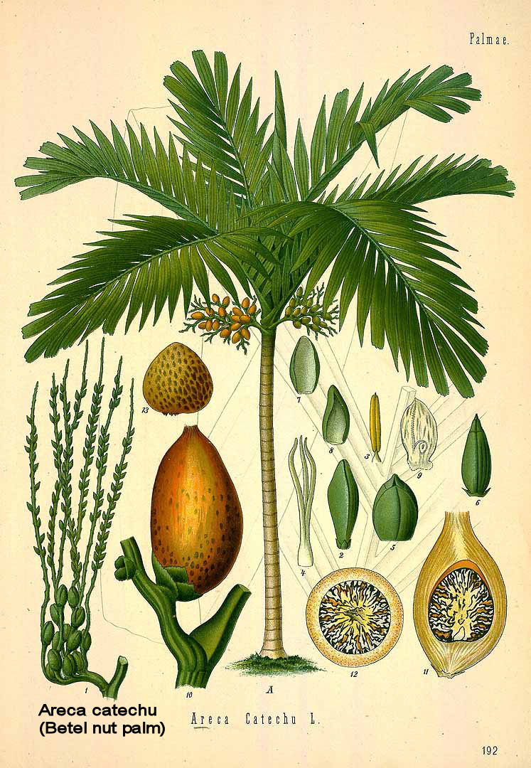 Areca catechu - Betelnut palm